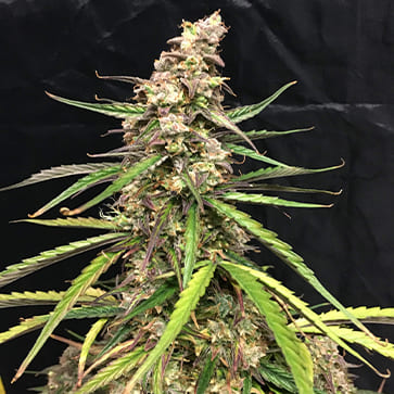 Семена конопли Auto Fruit Feminised Silver